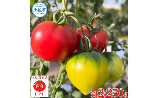 【先行予約】糖度9度以上 フルーツトマト しんちゃんトマト 750ｇ×3箱 合計約2.25kｇ (小～大玉サイズ　10～20個×3箱) 〈2027年2月〜発送〉/ トマト 高糖度 高知県産 ふるーつとまと 甘い 美味しい