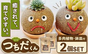 つちだくん2個セット 多肉 ポット セット 愛西市 / 花のひより園 [AEAX003]