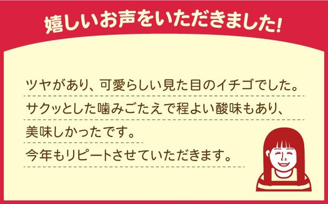 【2025年1月〜発送】南島原産 いちご 「恋みのり」約260g×4P / イチゴ 苺 フルーツ 果物 / 南島原市 / あゆみfarm[SFF001]