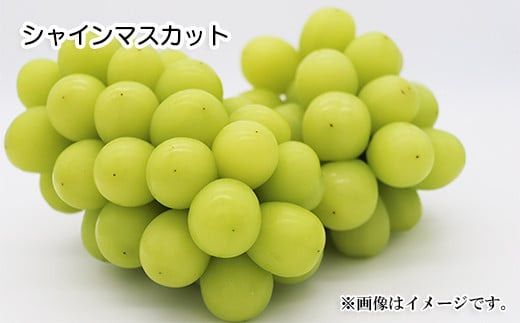 人気葡萄2種セット！シャインマスカット＆クイーンルージュ®約1.2kg（約2～3房）《信州グルメ市場》■2025年発送■※9月上旬頃～10月中旬頃まで順次発送予定