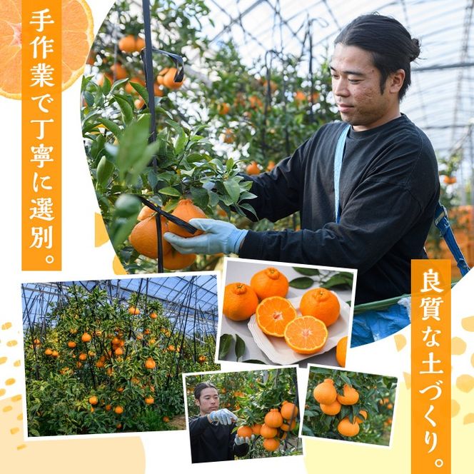 ＜先行予約受付中！2027年3月下旬以降順次発送予定＞ 数量限定！訳あり・ご家庭用！おおの果樹園の「大将季」(計2kg) 訳あり 訳アリ 果物 フルーツ 果実 柑橘 露地栽培 無加温 みかん 期間限定 家庭用 自宅用 【おおの果樹園】akn087-01