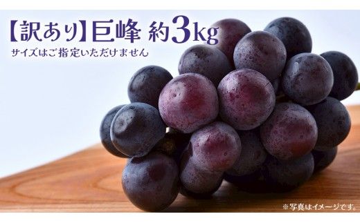 【 訳あり 】 巨峰 3kg 【2026年9月発送開始】(茨城県共通返礼品：大子町) ぶどう 葡萄 ブドウ フルーツ 果物 スイーツ わけあり ワケあり ご自宅用 ご家庭用 自分用