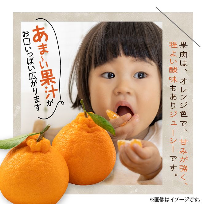 U6306_【2027年先行予約】不知火 しらぬい(デコポンと同品種) 秀品 15～30玉 和歌山県有田産