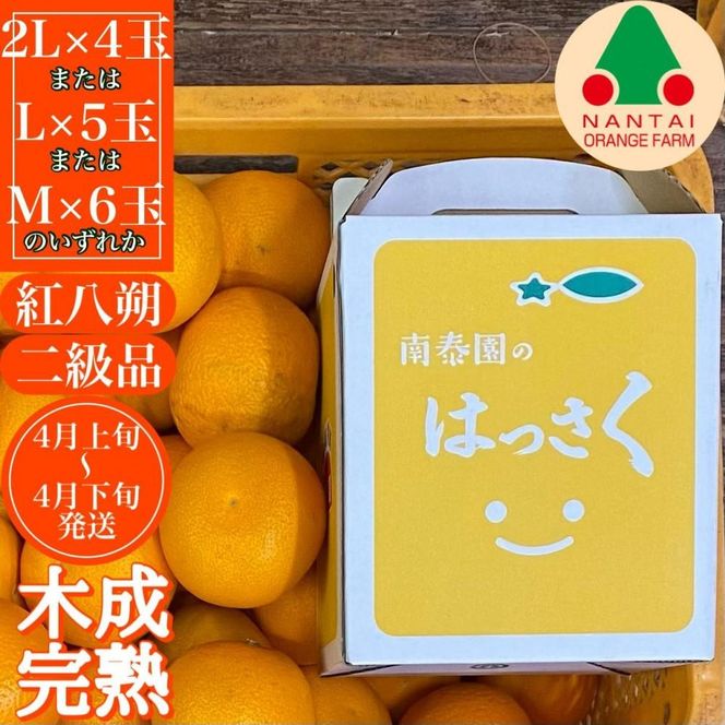 ちょっと 傷あり 木成完熟 紅はっさく 2L ～ M ( 4玉 ～ 6玉 ) 手さげ箱 【2025年4月上旬～発送】 BS788