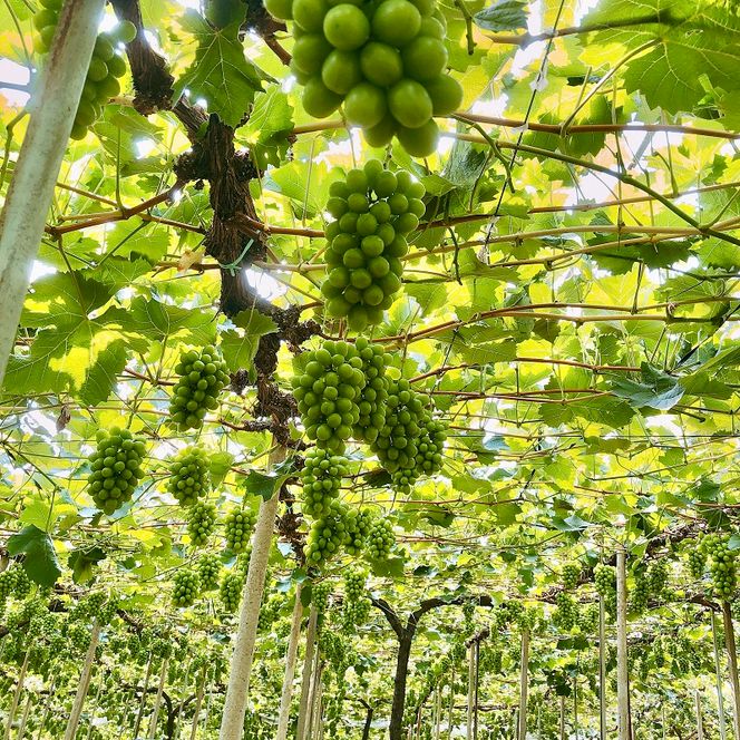 ぶどう 2026年 先行予約 農家こだわりのシャインマスカット＆お任せ2品種  3房合計約1.2kg ブドウ 葡萄 岡山県産 国産 フルーツ 果物 ギフト 【 Nini farm 農家 直送 】