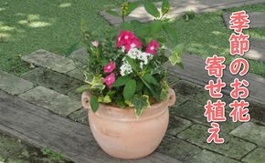 植物 寄植え 花 季節のお花 寄せ植え つぼ丸型 ピンク系 25cm お花の寄せ植え インテリア グリーンアイテム 癒し かわいい 玄関 ガーデン 庭 ガーデニング 