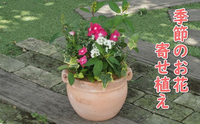 植物 寄植え 花 季節のお花 寄せ植え つぼ丸型 ピンク系 25cm お花の寄せ植え インテリア グリーンアイテム 癒し かわいい 玄関 ガーデン 庭 ガーデニング 