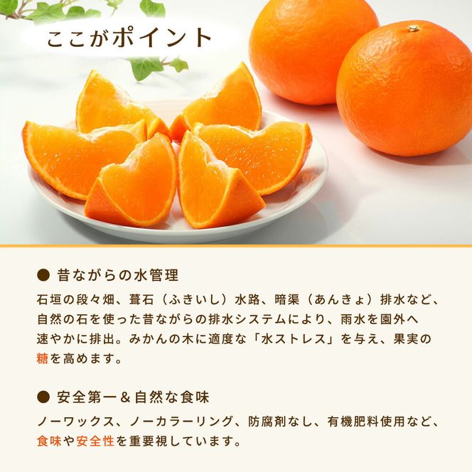 和歌山県有田産 みかん 約5kg L～Sサイズ（おまかせ）_BT6011n