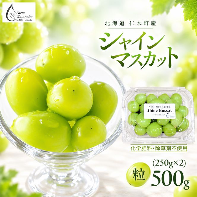 【2026年産】北海道 仁木町産 シャインマスカット 粒 500g (250g×2) 化学肥料・除草剤不使用 ぶどう フルーツ 果物 くだもの [Farm Watanabe]