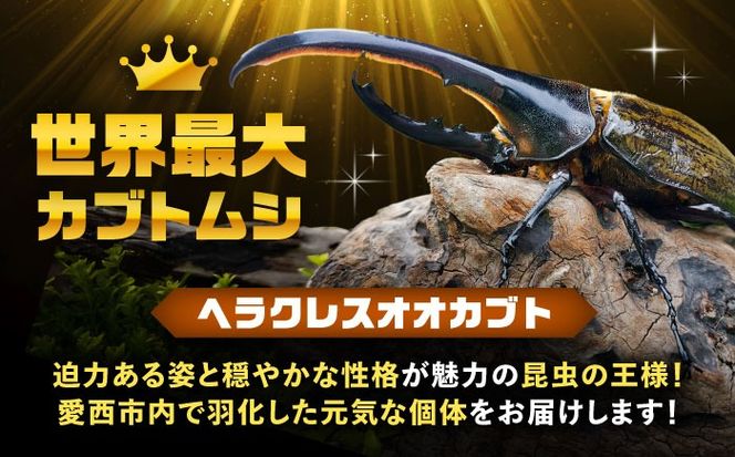 配送不可地域：北海道・沖縄・離島】ヘラクレスオオカブト成虫