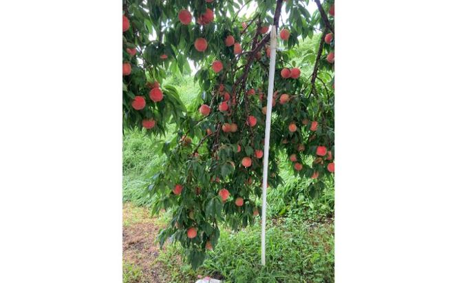 【2026年8月発送】品種おまかせ（白鳳、あかつき、なつっこなど）秀品 約3kg 6～11玉 桃 もも 果物 信州 長野