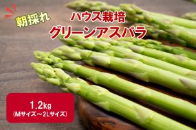 【予約：2026年4月中旬から順次発送】ハウス栽培 グリーンアスパラ 1.2kg ( アスパラガス 野菜 新鮮 朝採れ )【231-0002】