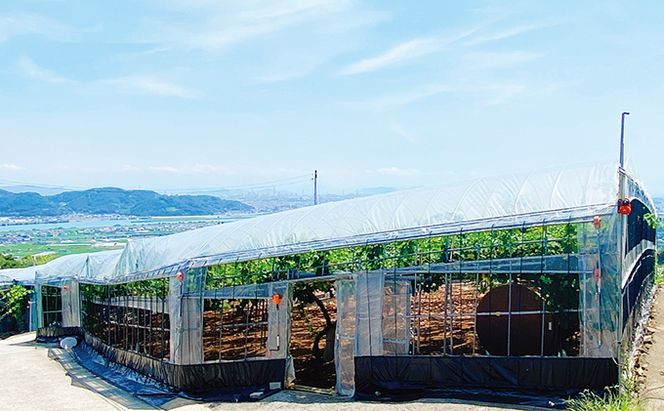 ぶどう2026年 先行予約 シャイン マスカット 晴王 2房（合計約1.1kg） 晴れの国 おかやま 岡山県産 フルーツ王国 果物王国 産地直送 