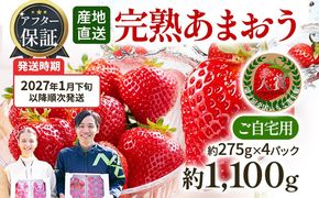 アフター保証 あまおう 約1,100g（約275g×4パック）【先行受付／2027年1月下旬以降順次発送予定】いちご 大粒 不揃い 苺 イチゴ 福岡高級 フルーツ 土産 福岡県