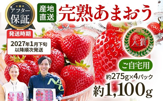 アフター保証 あまおう 約1,100g（約275g×4パック）【先行受付／2027年1月下旬以降順次発送予定】いちご 大粒 不揃い 苺 イチゴ 福岡高級 フルーツ 土産 福岡県