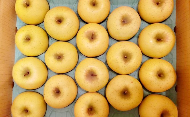 シナノゴールド（家庭用） 約5kg（15～20玉入り）トメズファーム　りんご　長野　信州　小諸　果物　フルーツ