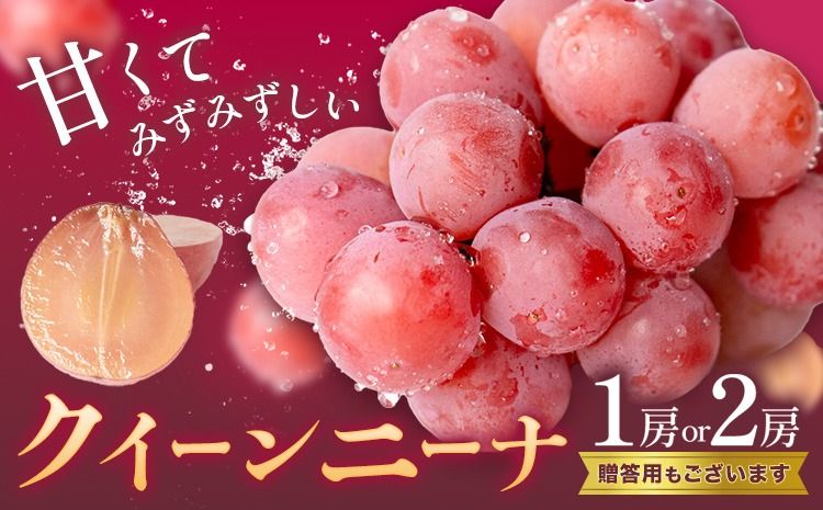 ぶどう クイーンニーナ 1房 2房 [8月下旬-9月下旬頃出荷予定] 葡萄 ブドウ 大粒 種なし フルーツ 果物 お取り寄せ 国産 茨城県 結城市 會澤ぶどう・キウイフルーツ園 [配送不可地域あり](離島)---yuki_aizw_11_1p---