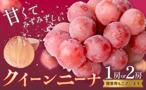 ぶどう クイーンニーナ 1房 2房 《8月下旬-9月下旬頃出荷予定》 葡萄 ブドウ 大粒 種なし フルーツ 果物 お取り寄せ 国産 茨城県 結城市 會澤ぶどう・キウイフルーツ園　【配送不可地域あり】(離島)---yuki_aizw_11_1p---