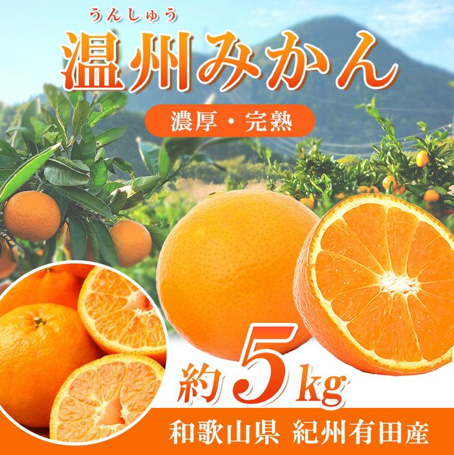 【先行予約】紀州有田産 濃厚完熟 温州みかん 5kg ※2026年11月下旬～2027年1月下旬頃に順次発送予定 / みかん ミカン 蜜柑 温州みかん 柑橘 フルーツ 果物 くだもの 和歌山【uot006】