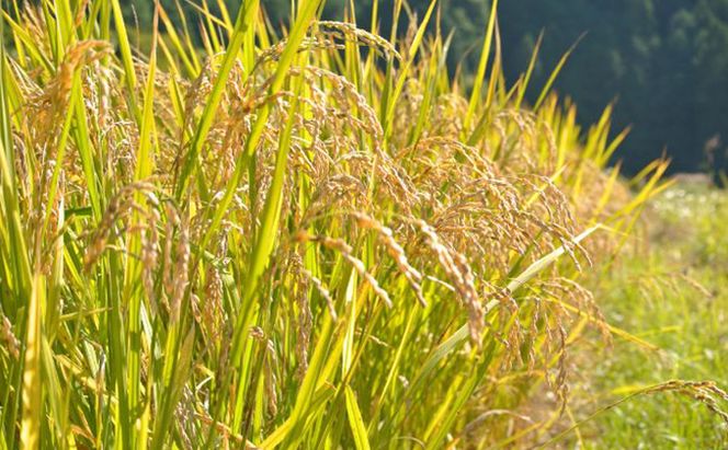 幻のお米ハツシモ 4.5kg 精米 白米 農薬 化学肥料不使用 甘み 型くずれしにくい 冷めてもおいしい お弁当 おにぎり 