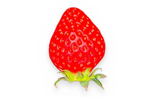 【先行予約】MIYAFARM いちご（品種：すず）12粒入り×4パック 合計 48粒 ※北海道・沖縄・離島への配送不可 ※2027年1月中旬～5月下旬頃に順次発送予定