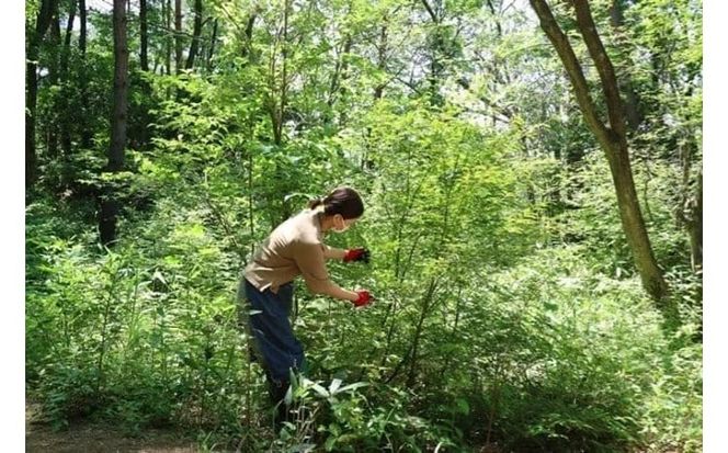 【 マツリカサボン 】 モリンガ ビューティセラム クロモジの香り / モリンガ 美容オイル セラム こだわり スキンケア 手作り 岡山県 真庭市 国産 クロモジ 【savon015-01】