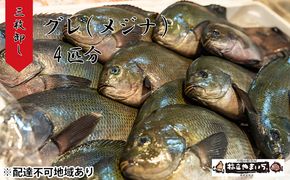 グレ（メジナ）生 3枚卸し×2匹分 魚介類 煮付け ムニエル フライ 冷凍 