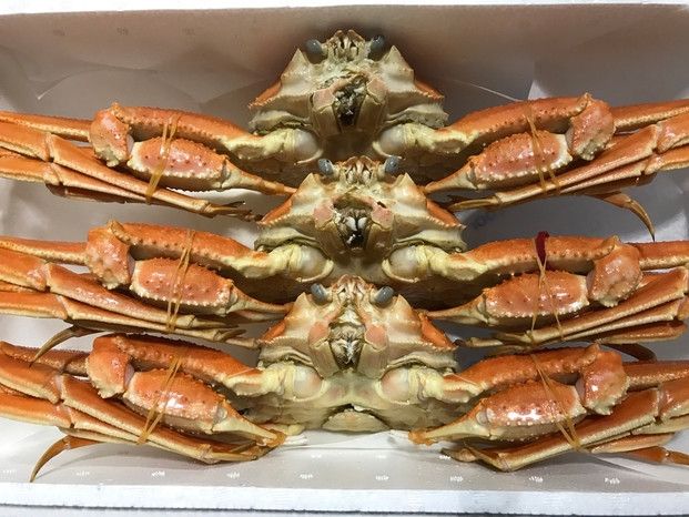 1102.【ボイル】訳あり　松葉ガニおまかせ2kg（3～7枚）※2025年11月上旬～2026年3月下旬頃に順次発送予定※着日指定不可 313726_AL036