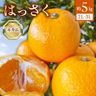 【2027年先行受付】はっさく 赤秀品2L、3Lサイズ 5kg_BF6068
