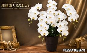 幸せが飛んでくる胡蝶蘭大輪5本立ち【配送不可：北海道、東北、沖縄、離島】 植物 