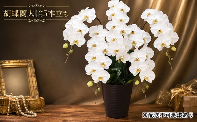 幸せが飛んでくる胡蝶蘭大輪5本立ち【配送不可：北海道、東北、沖縄、離島】 植物 
