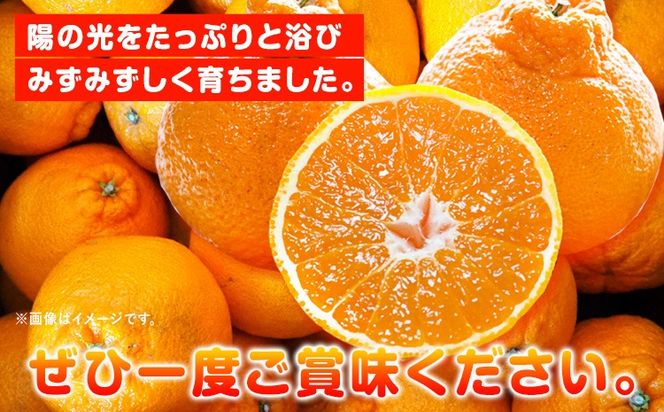 【先行予約】【ご家庭用】紀州有田産 不知火 ( しらぬひ ) 選べる内容量 約3kg 約6kg 約8.5kg 株式会社魚鶴 《2月中旬-3月中旬頃出荷》 和歌山県 日高川町 不知火 みかん 柑橘 果物 フルーツ デコポン と同品種 でこぽん 訳あり不知火 訳ありデコポン 訳あり---wshg_uot110_2c3c_25_9000_3kg---