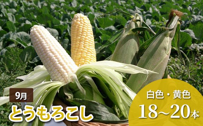 十勝幕別 北の畑のオーナーさん 人気の旬野菜 年4回定期便［2026年5月出荷開始］北海道ホープランド農場 【 アスパラ とうもろこし コーン じゃがいも ジャガイモ 玉ねぎ 野菜 定期便 】
