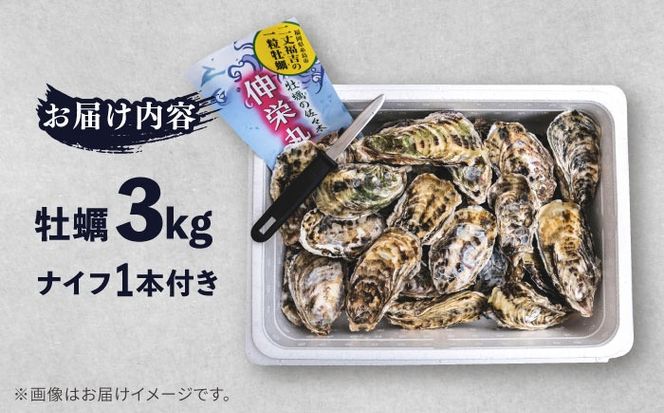 【加熱用】一粒牡蠣 カキ 3kg (牡蠣ナイフ付き) 糸島産 福吉 糸島市 / 伸栄丸 カキの佐々木 牡蠣 生カキ 生食用 殻付き カキ 生牡蛎[ATH002]