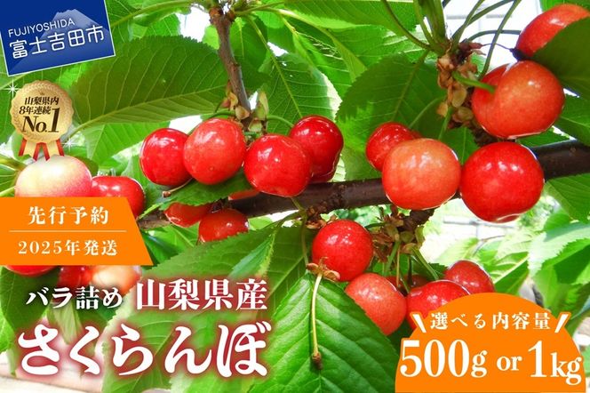 【2025年発送】【数量限定】【期間限定】山梨県産 紅秀峰 さくらんぼ 【選べる容量】 500g / 1kg バラ詰め 　フルーツ 山梨県産 数量限定 期間限定 さくらんぼ 果物 産地直送 山梨 富士吉田 フルーツ 富士吉田市