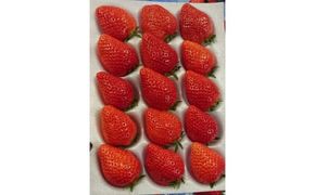 【先行予約】【２０２７年１月下旬～３月下旬に随時発送】 朝摘み　大粒　旬いちご　１パック