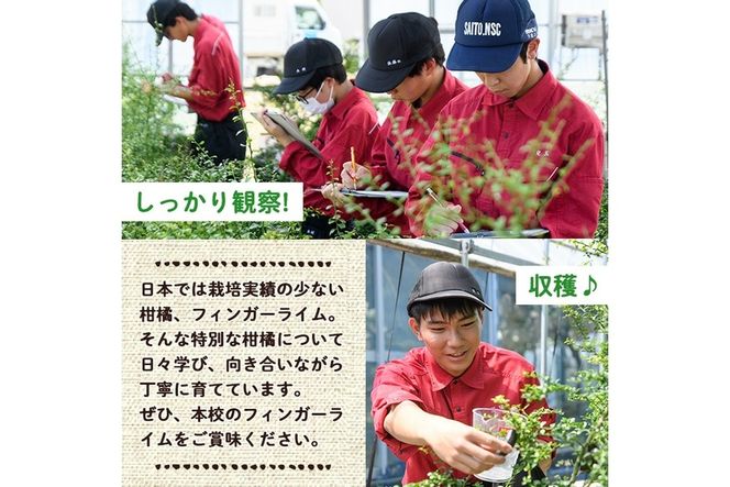 ＜先行予約受付中！2026年10月から順次発送予定＞＜数量限定・期間限定＞宮崎県門川町産フィンガーライム(160g) 柑橘 希少 ライム キャビアライム シトラス ミアローズ ティスティグリーン ピンクパール レッドスパークリング ダークレッド 高校生 高校【AU-2】【宮崎県立門川高等学校】