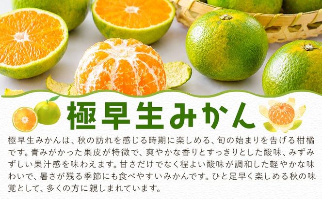 みかん ご家庭用 柑橘 極早生 極早生みかん 手選別 選べる 2S-2Lサイズ混合 3S・2Sサイズ混合 1.5kg 4.5kg 6kg 8kg 10kg 森本農園《10月上旬-11月上旬頃出荷》和歌山県 日高町 柑橘類 フルーツ 家庭用 ミカン お取り寄せフルーツ【配送不可地域あり】---wsh_mnn24_10j11j_26_6000_1500g---