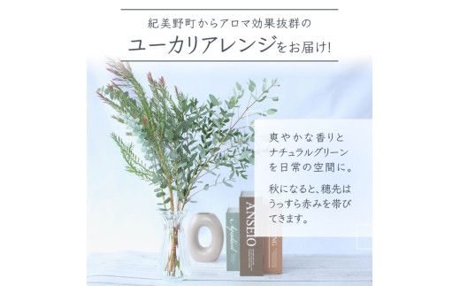 ＼アロマ効果抜群／  ユーカリとアカシア(ミモザ)のアレンジ〈なかやFarm 和歌山県 紀美野町〉/  オージープランツ 癒し 清涼感 植物 花瓶 ユーカリ アカシア ミモザ ハーブ プレゼント ギフト 【nkf948-yuak】