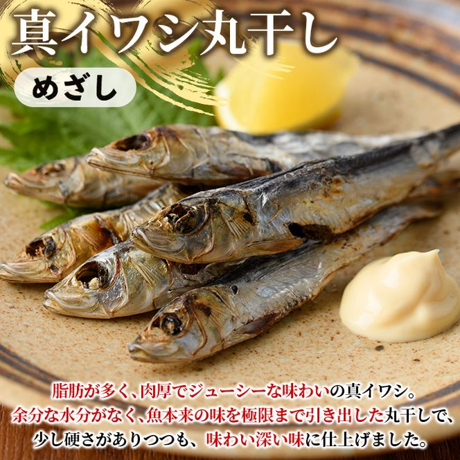 訳あり！真イワシ丸干し＜めざし＞(合計160尾以上・500g×2袋) 国産 鹿児島県産 阿久根市産 魚 魚介 水産 訳あり 訳アリ いわし 鰯 めざし マイワシ まいわし 真いわし 丸干し 丸干 チャック付き袋 【鈴木海産】akn091-02