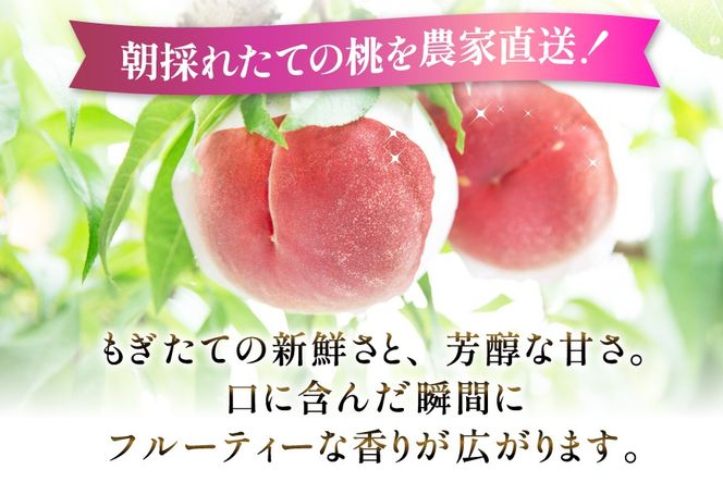 【2026年発送】桃 山梨 秀品 朝どれ 大玉 約 2.0kg 4～6玉 朝獲れ もぎたて もも モモ フルーツ 果物 山梨県産 産地直送 期間限定 季節限定 冷蔵 農家直送 白鳳 夢みずき 浅間白桃 なつっこ 紅くにか 川中島白桃 [韮崎市桃農家の産直 山梨県 韮崎市 20745235]