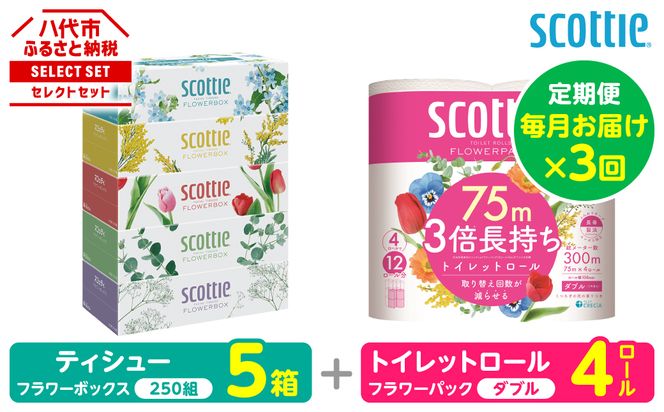 【定期便3回】【毎月お届け】【スコッティ】 組み合わせ ティシュー フラワーボックス 250組 5箱 計15箱 トイレットロール ダブル フラワーパック 3倍長持ち 4ロール 計12ロール ティッシュ トイレットペーパー 日用品 防災備蓄 ストック 備蓄 新生活 防災 消耗品 生活用品 日用消耗品 箱ティッシュ 熊本県 八代市