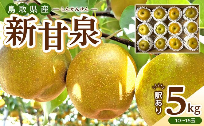 1257.【2026年度発送先行予約】訳あり　新甘泉　5kg 313726_CS003