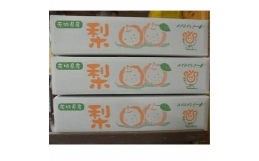 【先行予約】小林果樹園の梨 王秋 5～8玉 約3kg｜おうしゅう 朝どり みずみずしい 梨 なし ナシ フルーツ 果物 常総市　※2026年9月～発送