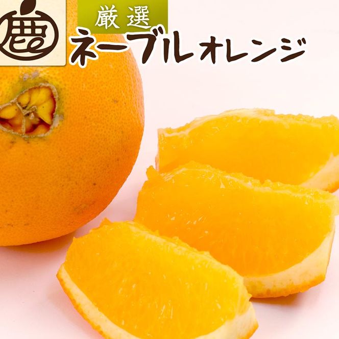 ＜2月より発送＞厳選 ネーブルオレンジ5kg+250g（傷み補償分）【光センサー選別】