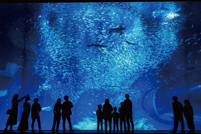 アクアワールド茨城県大洗水族館 年間パスポート 大人1名 小・中学生1名 大洗 チケット 券 アクアワールド 水族館
