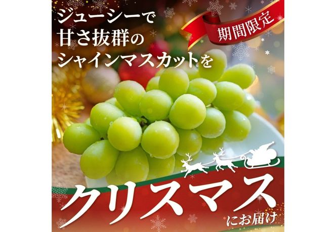 【クリスマスに届く】ジューシーで甘さ抜群　厳選シャインマスカット500g 【2025年12月発送】期間限定 シャインマスカット ぶどう シャイン フルーツ 果物 山梨 富士吉田