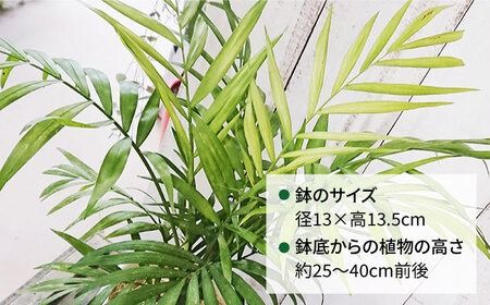 テーブル ヤシ 糸島市 / cocoha[AWB009] 観葉植物 緑 グリーン 室内 インテリア ヤシの木 テーブルヤシ