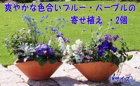 ブルー・パープルの寄せ植え（舟形Mサイズ）2個 花 植物 