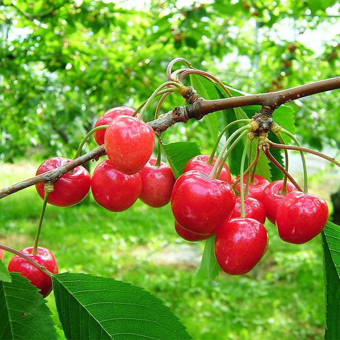 北海道仁木町 寄附のみの応援受付 1,000円コース（返礼品なし 寄附のみ 1000円） 寄付 支援 応援 北海道 仁木町 [仁木町役場]